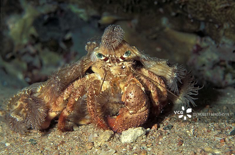 红海亚喀巴约旦的隐士海葵图片素材