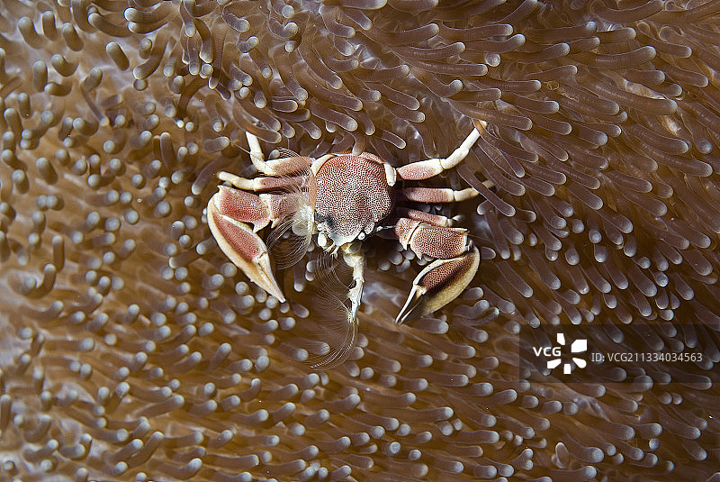 马尔代夫瓷海葵蟹图片素材