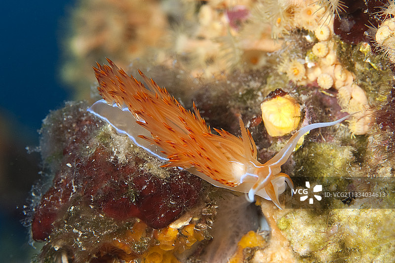 地中海珊瑚藻上的橙色海蛞蝓图片素材