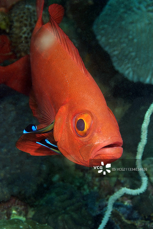 两只隆头鱼清洁博克莱尔灯，马达加斯加图片素材