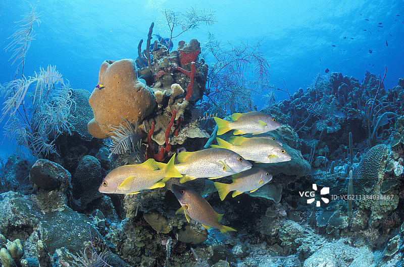 加勒比海伯利兹的鲷鱼群图片素材