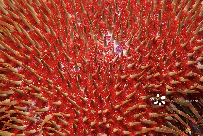 马达加斯加印度洋中的棘冠海星图片素材