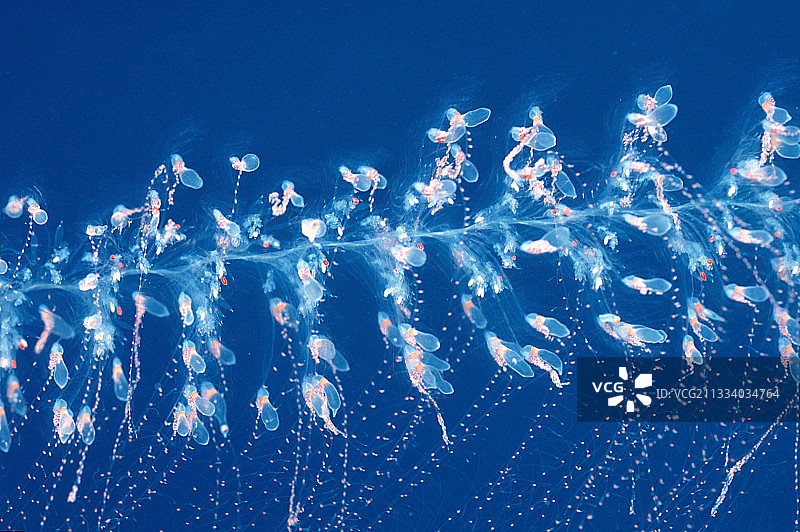 个体由息肉群组成，每个息肉都有特定功能，群体运作良好图片素材