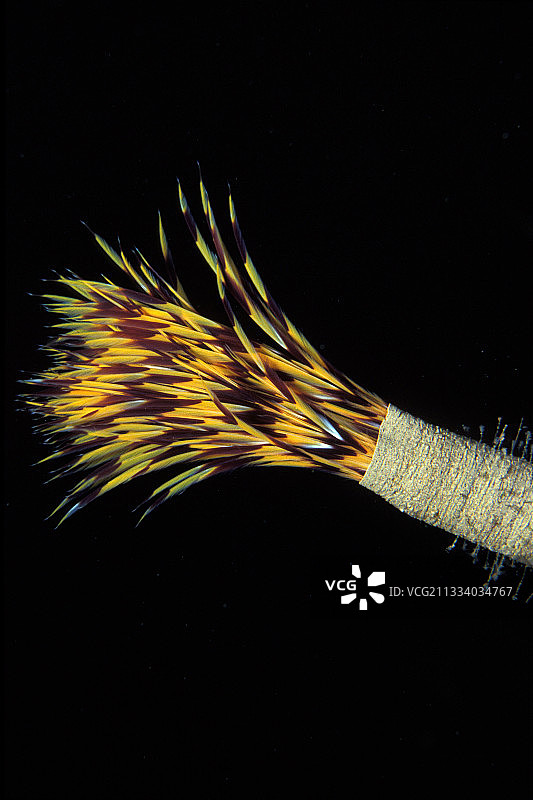 花式鳃丝螺线图图片素材