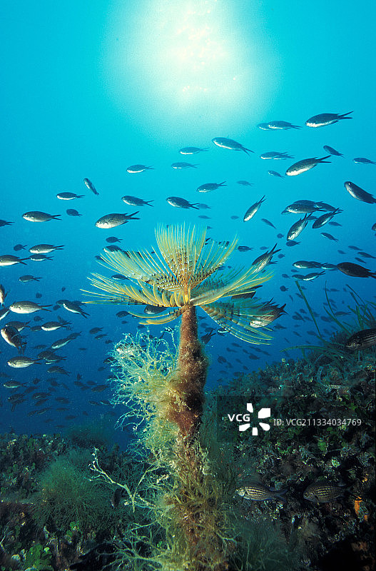 斯派罗格拉夫和地中海豆娘鱼图片素材