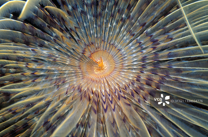 精细的刚毛网可捕捉食物颗粒图片素材