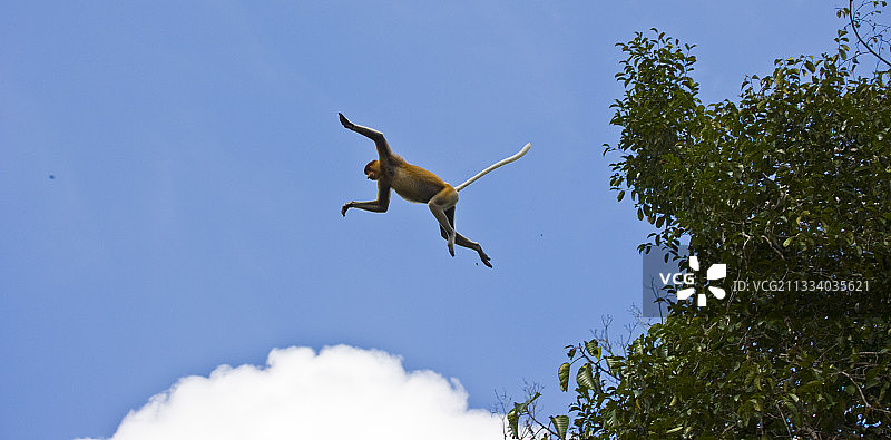 长鼻猴从拉卜克湾婆罗洲的树上跳下图片素材