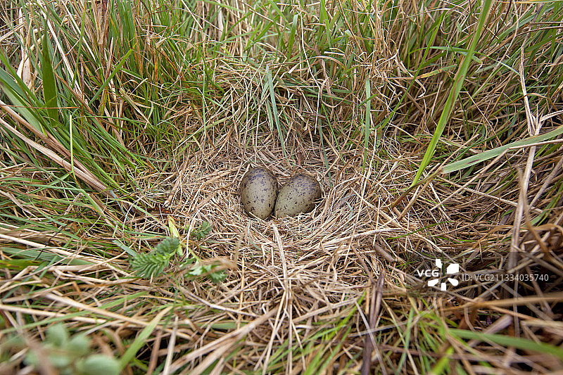 在福克兰群岛鸟巢中的南美鹬的卵图片素材