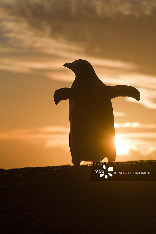 福克兰群岛日落时分的巴布亚企鹅图片素材