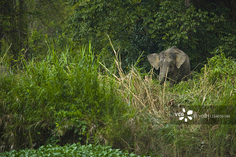婆罗洲低地雨林中的婆罗洲侏儒森林象图片素材