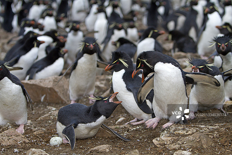 卵石岛上的南跳岩企鹅，福克兰群岛图片素材