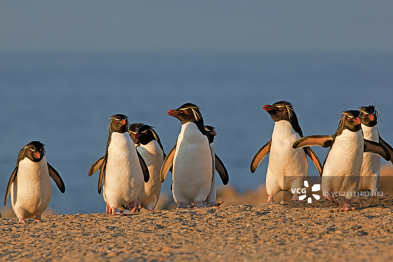 卵石岛上的南跳岩企鹅，福克兰群岛图片素材