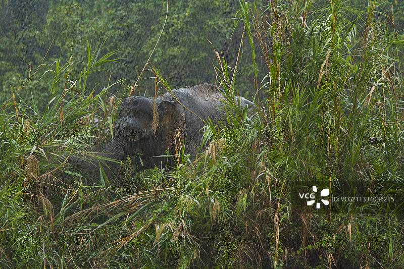 婆罗洲低地雨林中的婆罗洲侏儒森林象图片素材