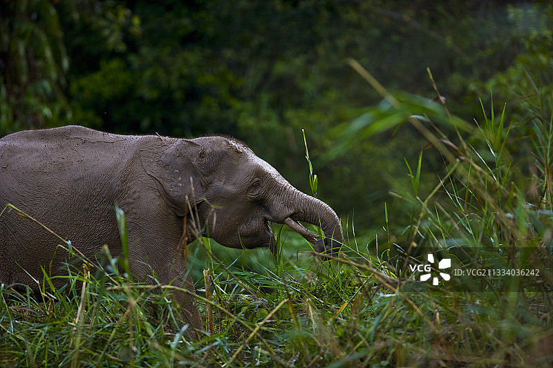 婆罗洲低地雨林中的婆罗洲侏儒森林象图片素材