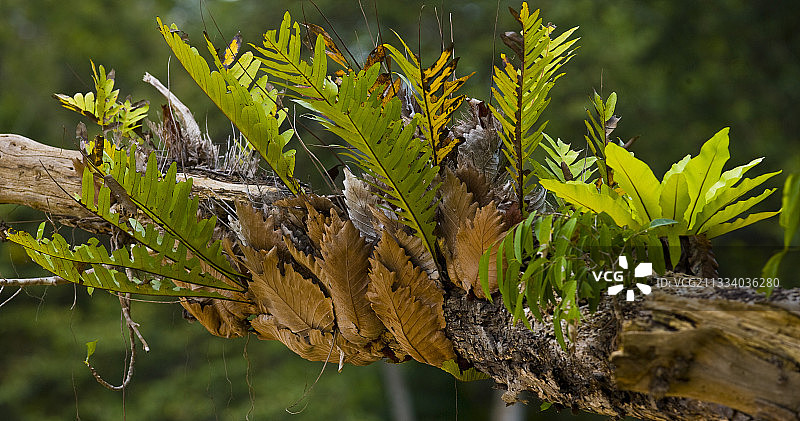 生长在婆罗洲马来西亚雨林树上的附生蕨类植物图片素材