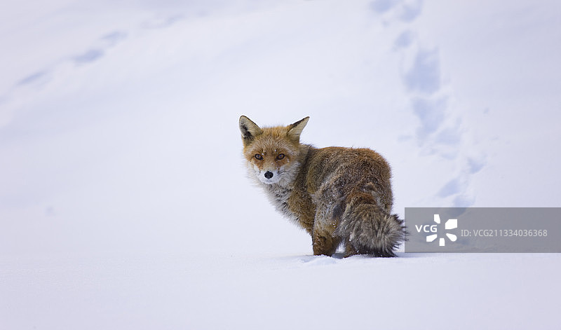 意大利格兰帕拉迪索阿尔卑斯山雪地中的赤狐图片素材