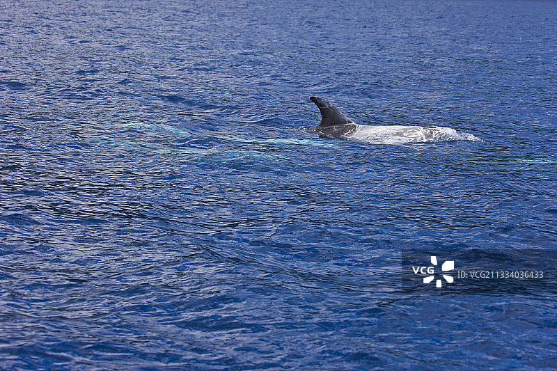 瑞氏海豚在亚速尔群岛海面游泳图片素材