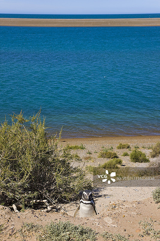 麦哲伦企鹅，阿根廷瓦尔德斯半岛图片素材