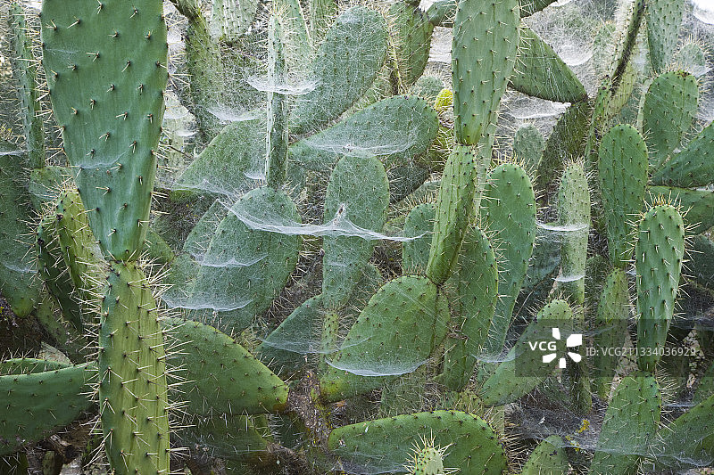 西班牙安达卢西亚仙人掌上的蜘蛛网图片素材