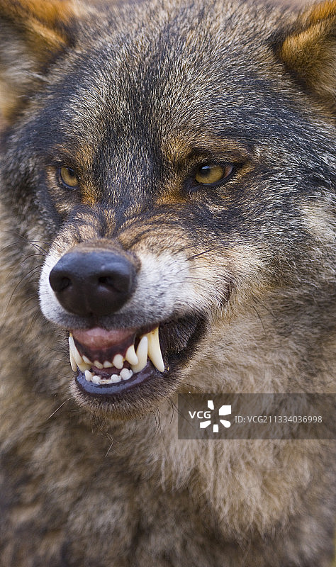 在西班牙咆哮的伊比利亚狼肖像图片素材