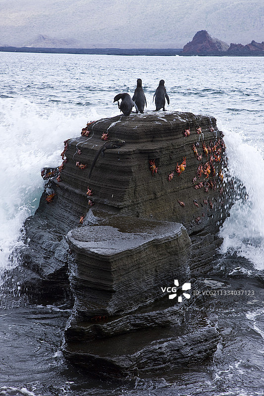 圣地亚哥岛岸边的莎莉蟹和加拉帕戈斯企鹅图片素材
