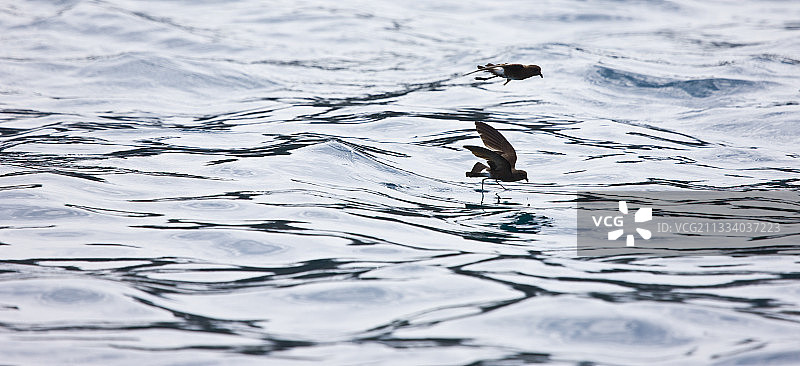 加拉帕戈斯群岛的巴托洛梅岛上的威尔逊海燕图片素材