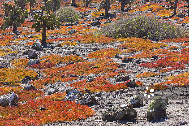 加拉帕戈斯群岛塞苏维姆和岩石广场岛图片素材
