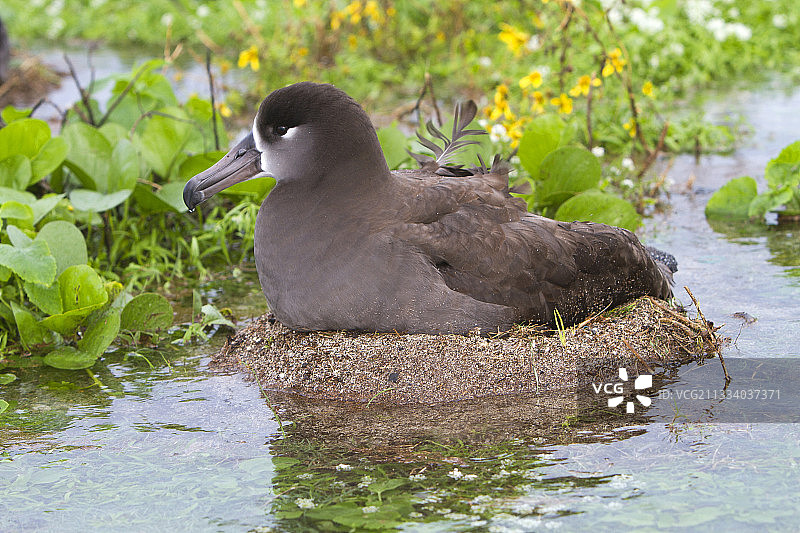 水面鸟巢上的黑脚信天翁，东岛图片素材