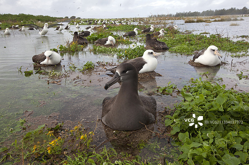 黑足信天翁在沙岛水域的巢中图片素材