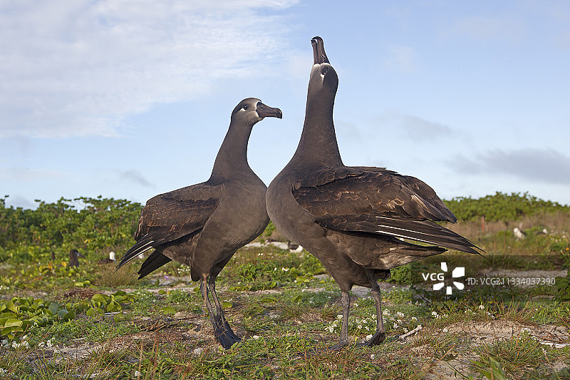 一对黑脚信天翁的求偶行为图片素材