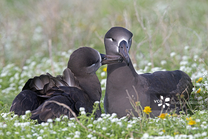 一对黑脚信天翁的求偶行为图片素材