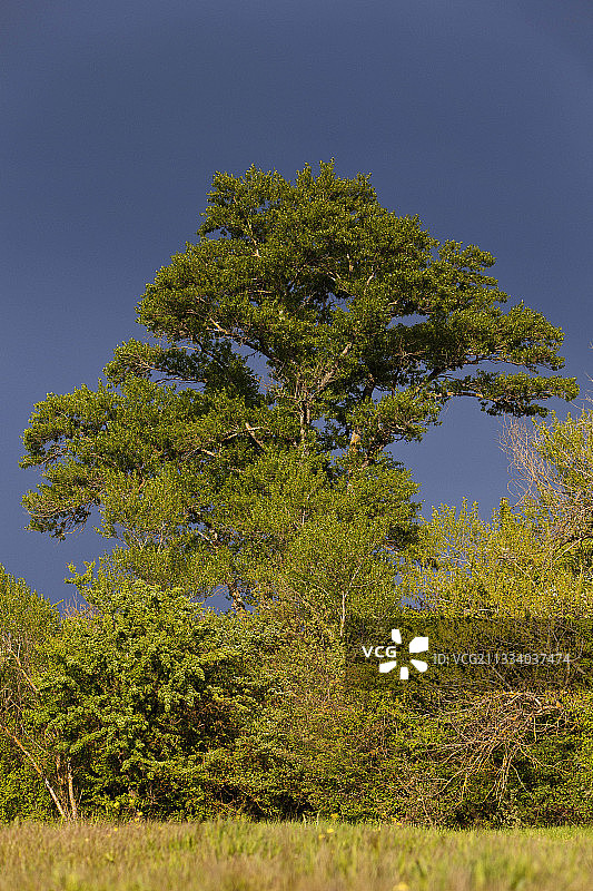 法国普罗旺斯暴风雨天空下的黑杨图片素材