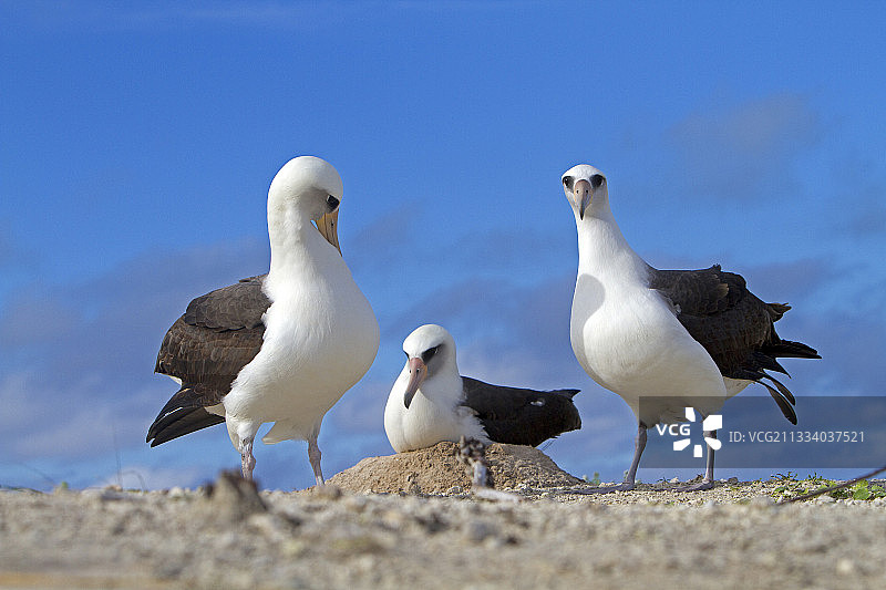 沙岛上的莱信信天翁求偶行为图片素材