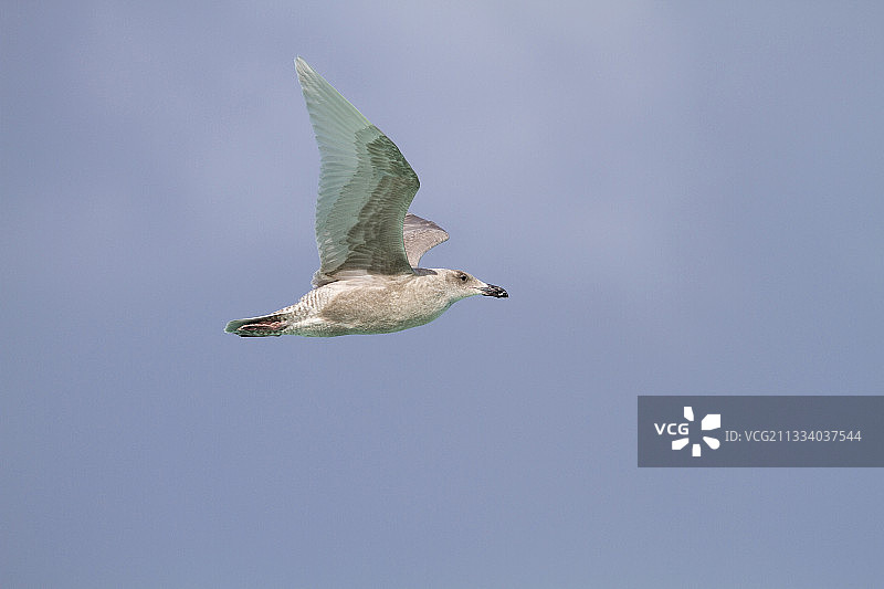 飞翔在沙岛上的年轻灰翅鸥图片素材