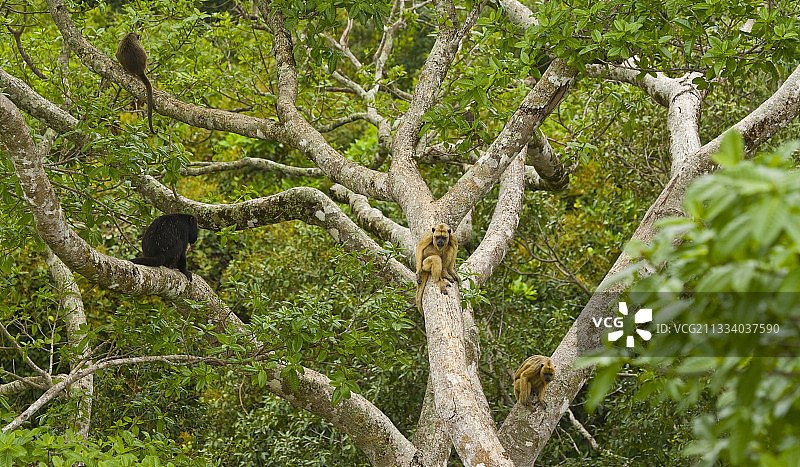 树枝上的黑吼猴，巴西潘塔纳尔图片素材