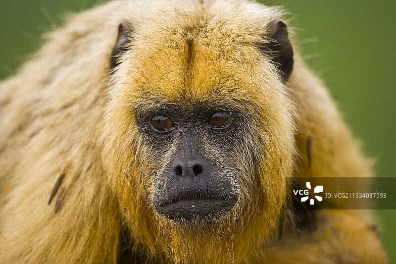 巴西潘塔纳尔的黑色吼猴（雌性）图片素材