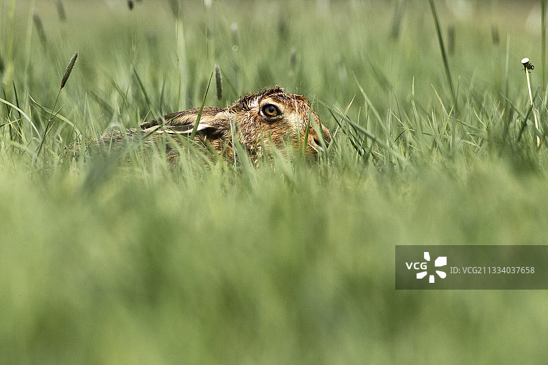 在英国春天草甸上休息的棕色野兔图片素材