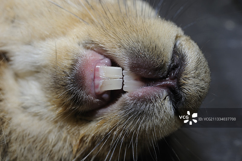 欧洲野兔门牙特写图片素材