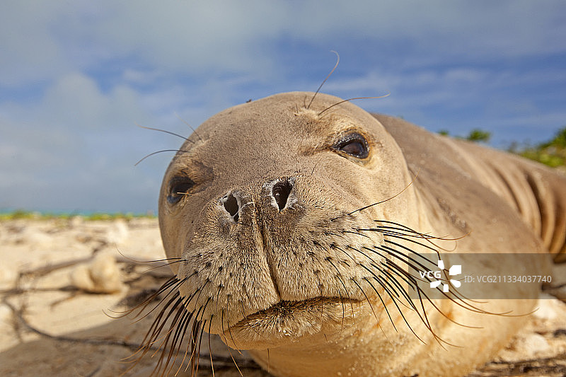 沙岛海滩上的夏威夷僧海豹图片素材