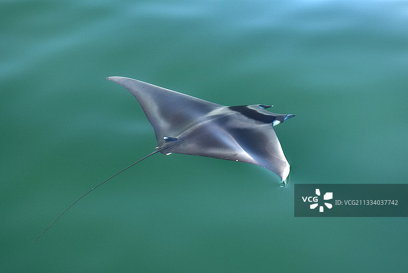 加利福尼亚湾绿色水域中俯视的蝠鲼图片素材