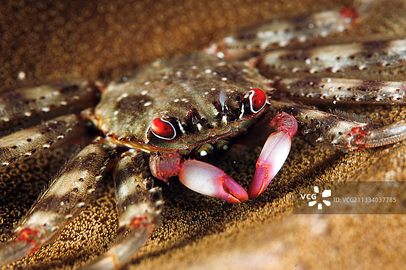 留尼汪岛的扁平石蟹图片素材