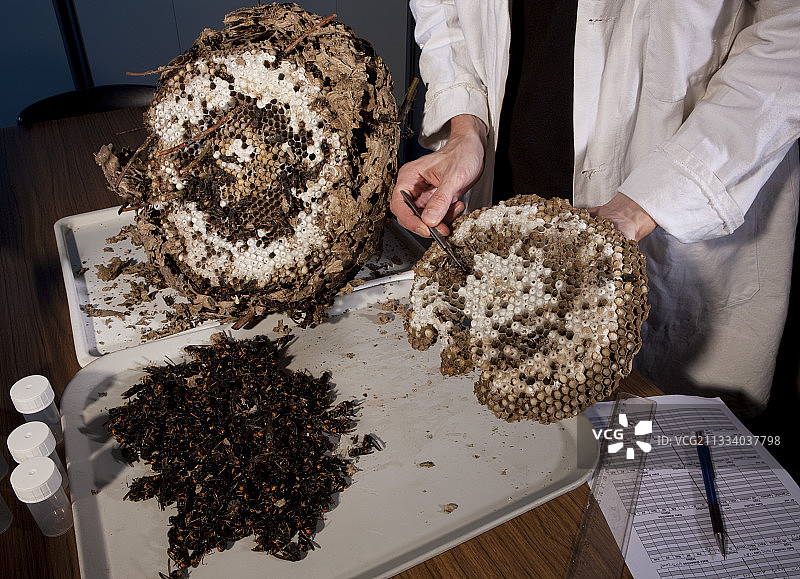 为了进行个体计数和测量而对亚洲大黄蜂巢进行解剖。射线的分离。自然历史博物馆图片素材