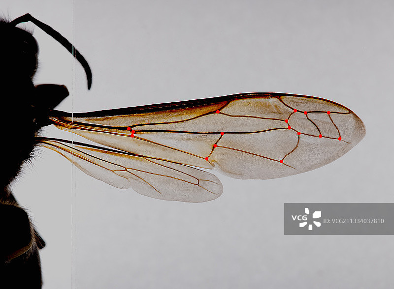 亚洲大黄蜂的翅膀脉络，用于测量以确定其地理起源。自然历史博物馆图片素材