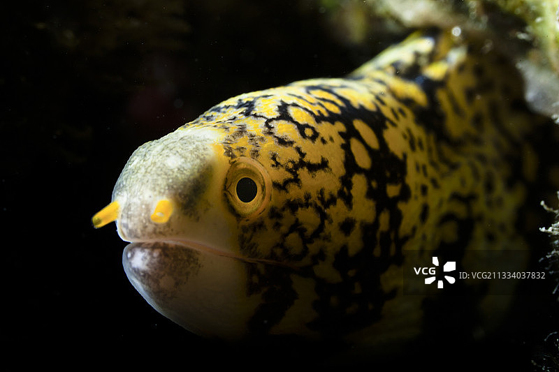 塔希提岛雪花海鳗肖像图片素材