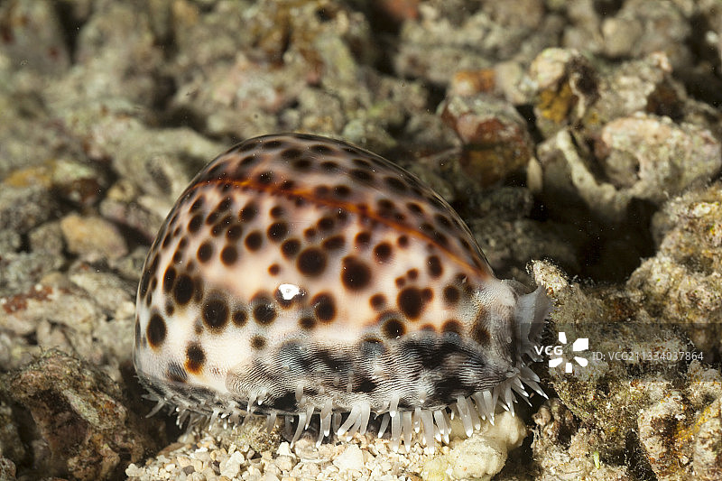 虎斑宝贝塔希提图片素材