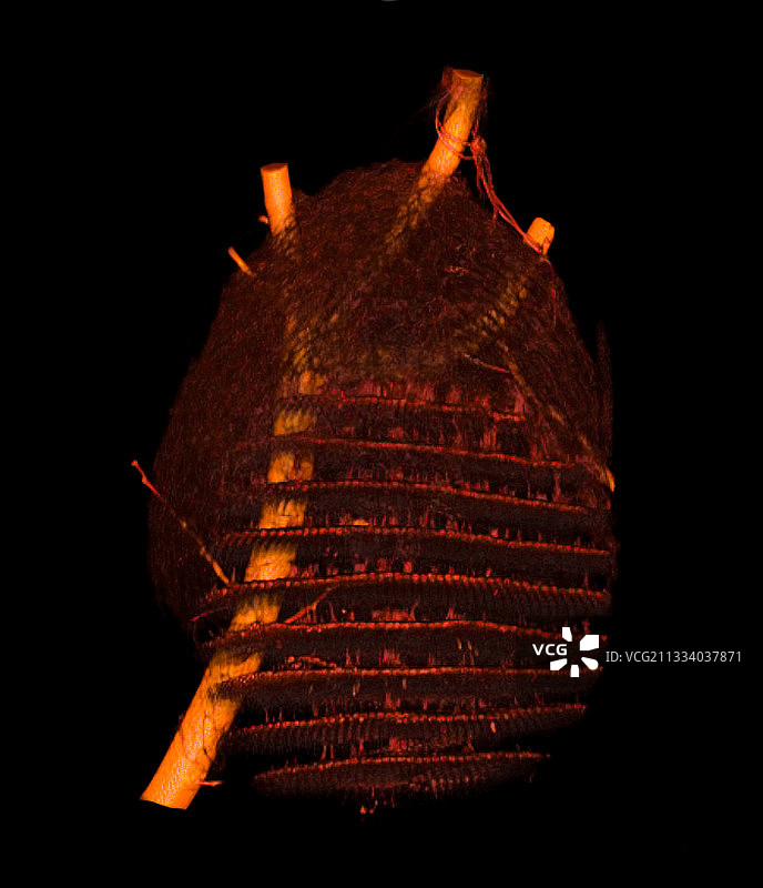 用于研究亚洲大黄蜂巢穴结构的3D扫描图片素材
