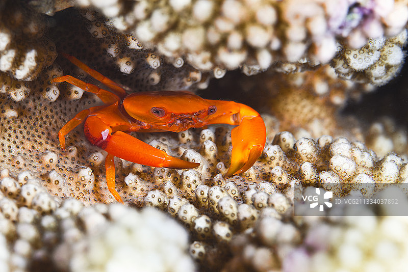 生锈的塔希提岛守护蟹图片素材