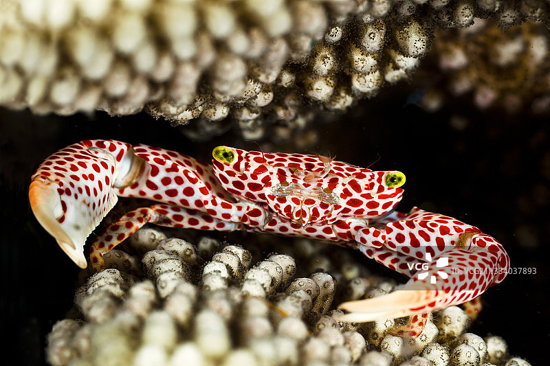 塔希提岛的红点珊瑚蟹图片素材