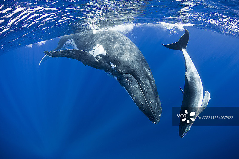 座头鲸母鲸和小鲸鱼，塔希提岛图片素材