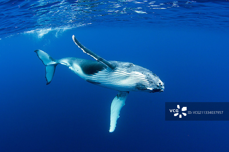 座头鲸，鲁鲁土岛，波利尼西亚图片素材